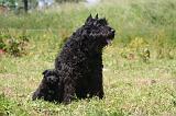 BOUVIER DES FLANDRES 478